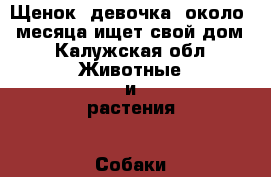 Щенок, девочка, около 1 месяца ищет свой дом - Калужская обл. Животные и растения » Собаки   